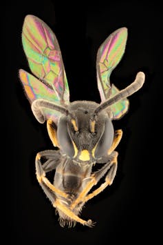 Closeup of one of the new masked bees showing the yellow markings on its face