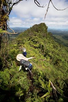 Searching for bees on Fiji’s highest peak, Mount Tomanivi, here two researchers are picking a path through dense undergrowth while carrying nets on short poles