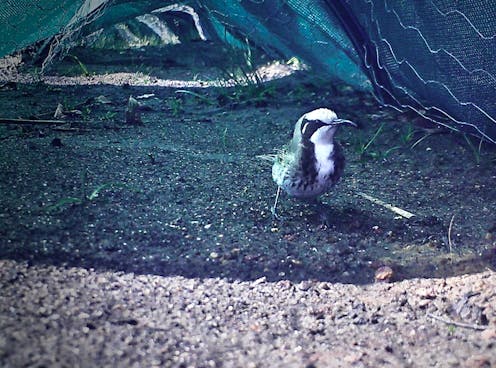 Our native animals are easy prey after a fire. Could artificial refuges save them?
