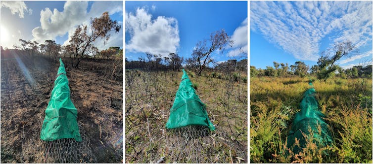 Artificial refuges two weeks, six months and 12 months after fire