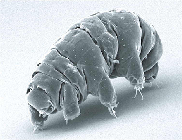 The species Milnesium tardigradum in its active state.