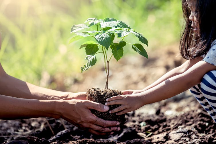 Hands of adult on left and Asian girl on right, holding tiny tree sapling about to plant in soil