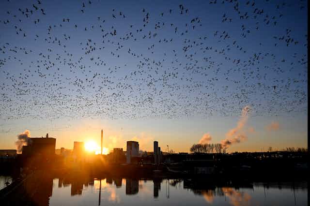 A clear sky is filled with birds with buildings and a rising sun in the background.