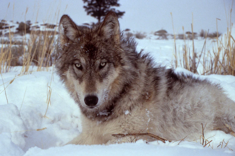 Un loup dans le parc de Yellowstone, au États-Unis.