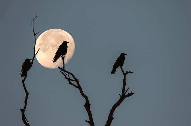 Three rooks sitting on the skeletal branches of wintry tree beneath a cold full moon.