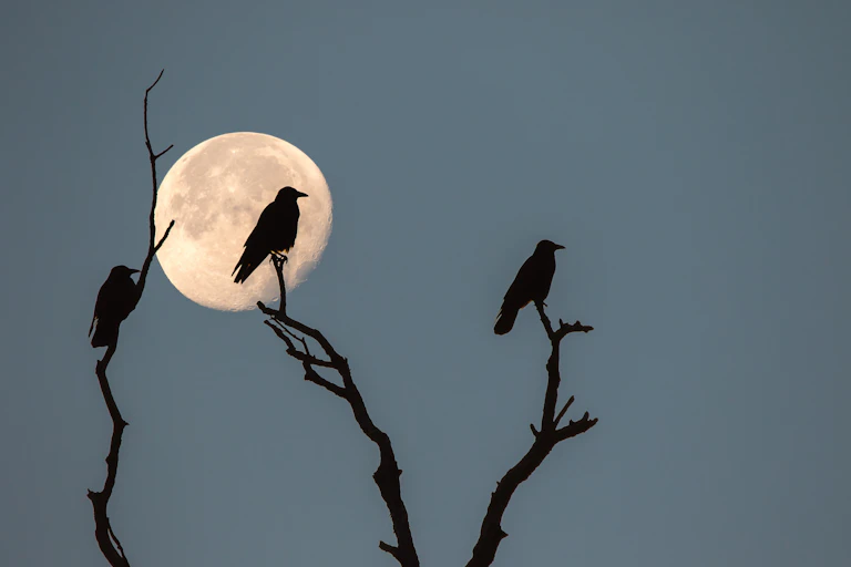 Three rooks sitting on the skeletal branches of wintry tree beneath a cold full moon.