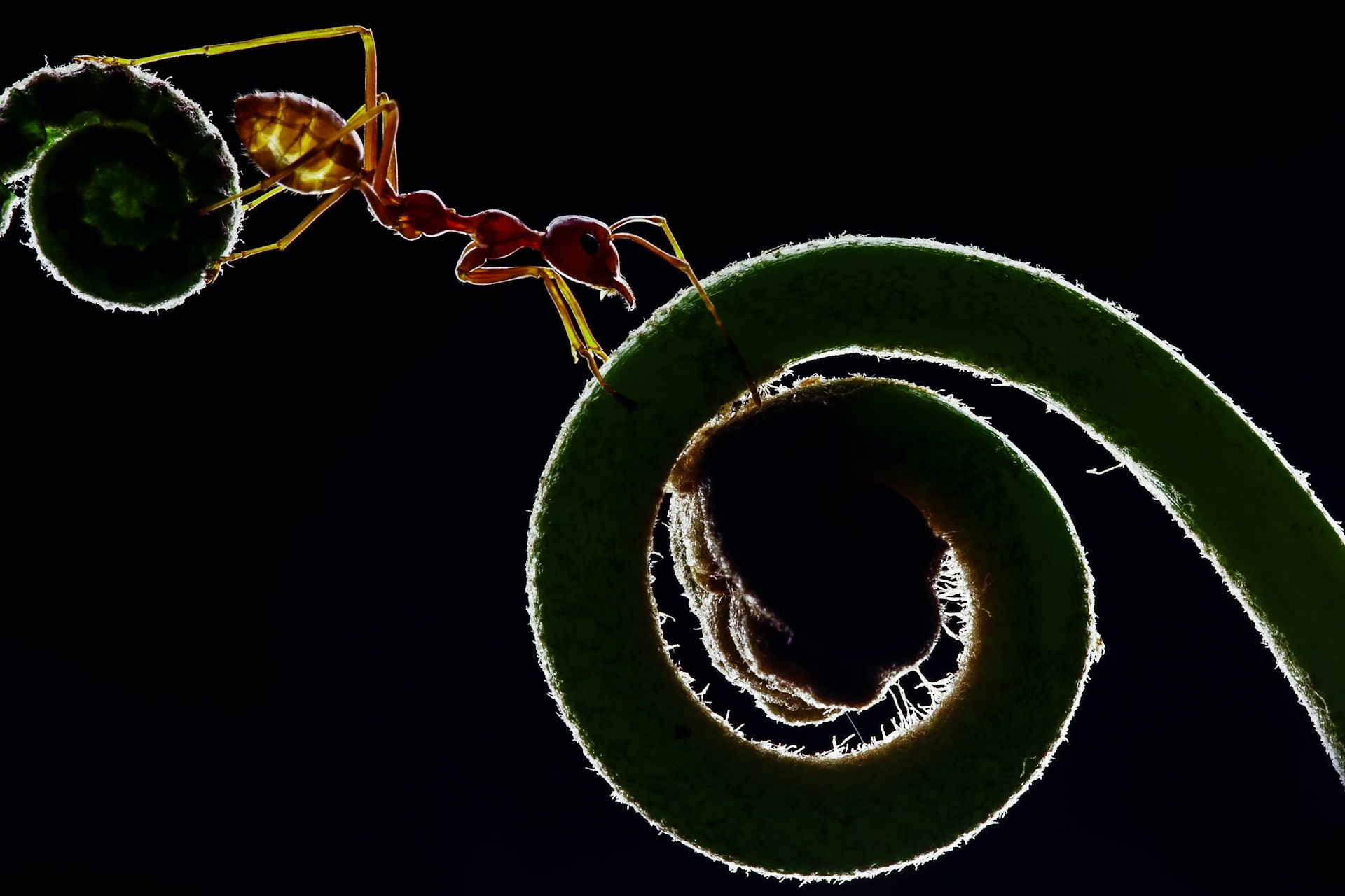 Los cinco reinos (de los seres vivos) ya no son cinco