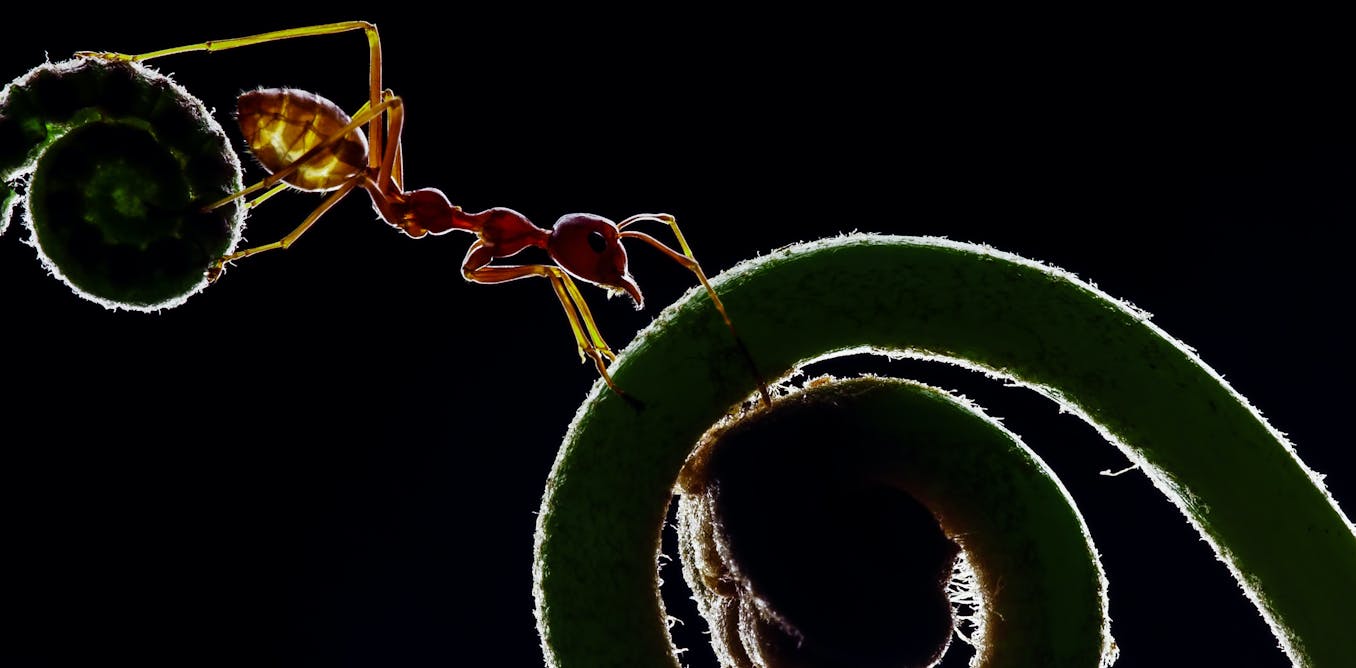 Los cinco reinos (de los seres vivos) ya no son cinco