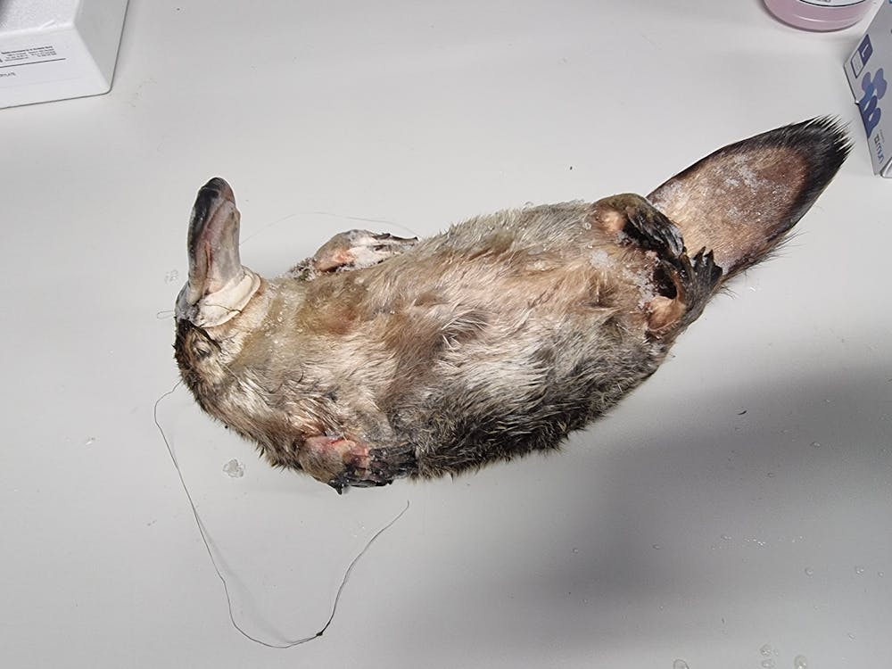 Yabby traps and discarded fishing tackle can kill platypuses