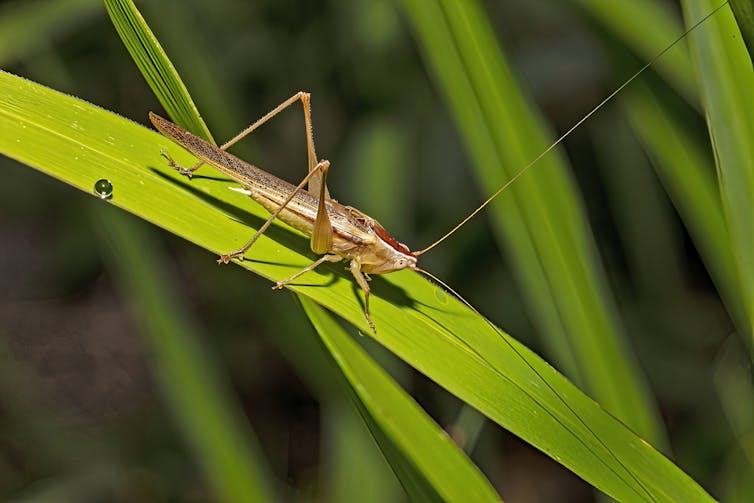 A male Upolu meadow katydid (_Conocephalus upoluensis_) sitting on a blade of gtass