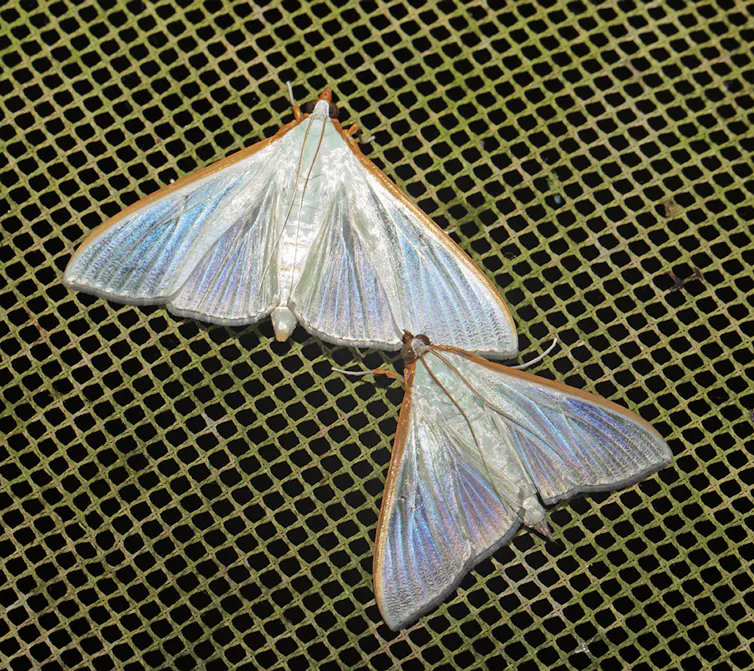 Closeup photo of two small moths _Stemorrhages amphitritalis_