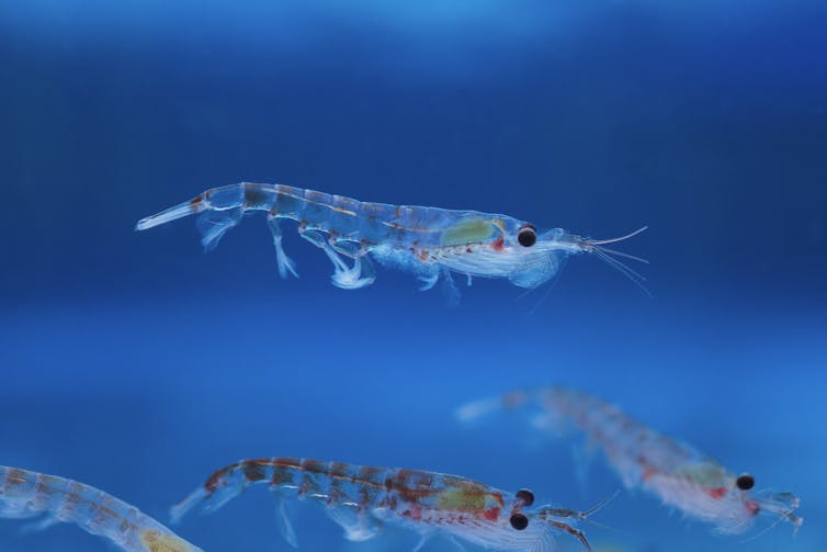 krill in the water