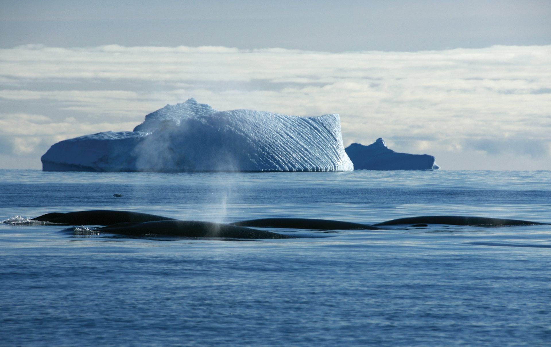 Whale surfacing near iceberg
