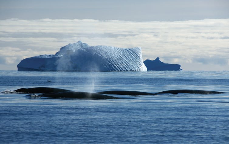 whale surfacing near iceberg