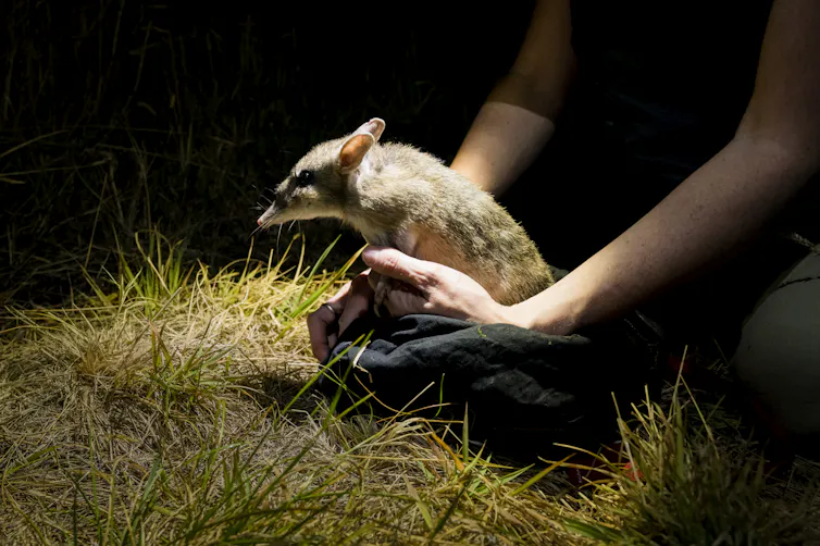 eastern barred bandicoot released into wild