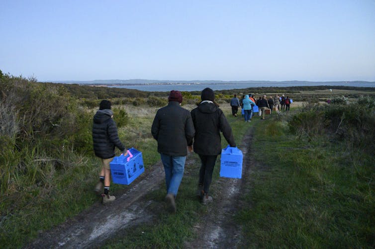 release of bandicoots, conservationists
