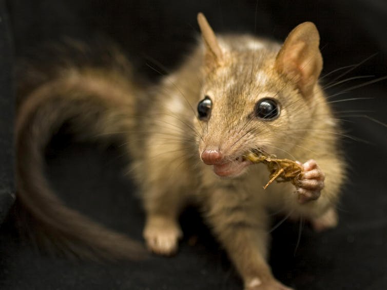 northern quoll