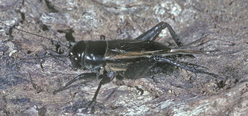 From crickets in Melbourne to grasshoppers in Cairns, here’s what triggers an insect outbreak
