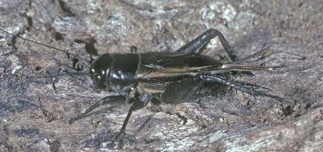 Closeup of the black field cricket (_Teleogryllus commodus_) 