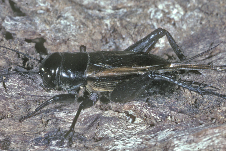 Closeup of the black field cricket (_Teleogryllus commodus_)