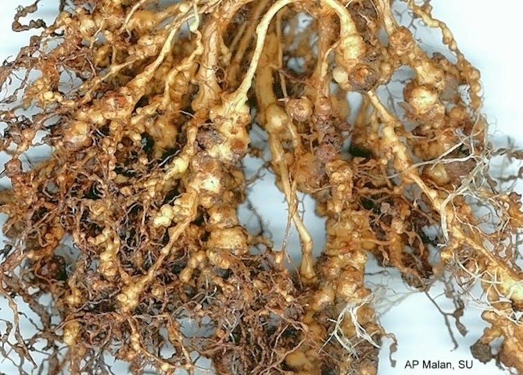 A photograph of gnarled peach tree roots, which are brown-yellow and look slightly bulbous