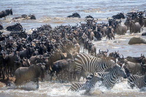 Serengeti migration: fire and rain affect how zebras, wildebeest and gazelles make the journey