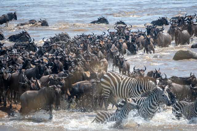 A huge mixed herd of zebra and wildebeest running through a body of water