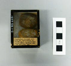 Two old potatoes in a box.