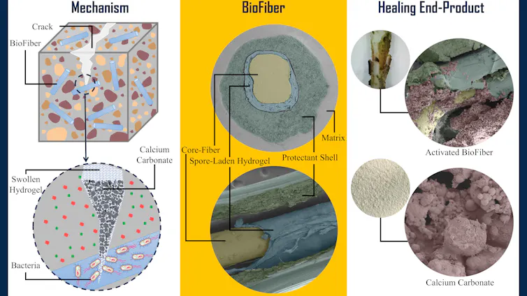 A photo showing BioFiber, a green tube with a yellow inner layer, and a diagram showing a crack hitting a BioFiber and releasing bacteria, which create tiny crystals.