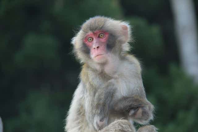 Un macaque