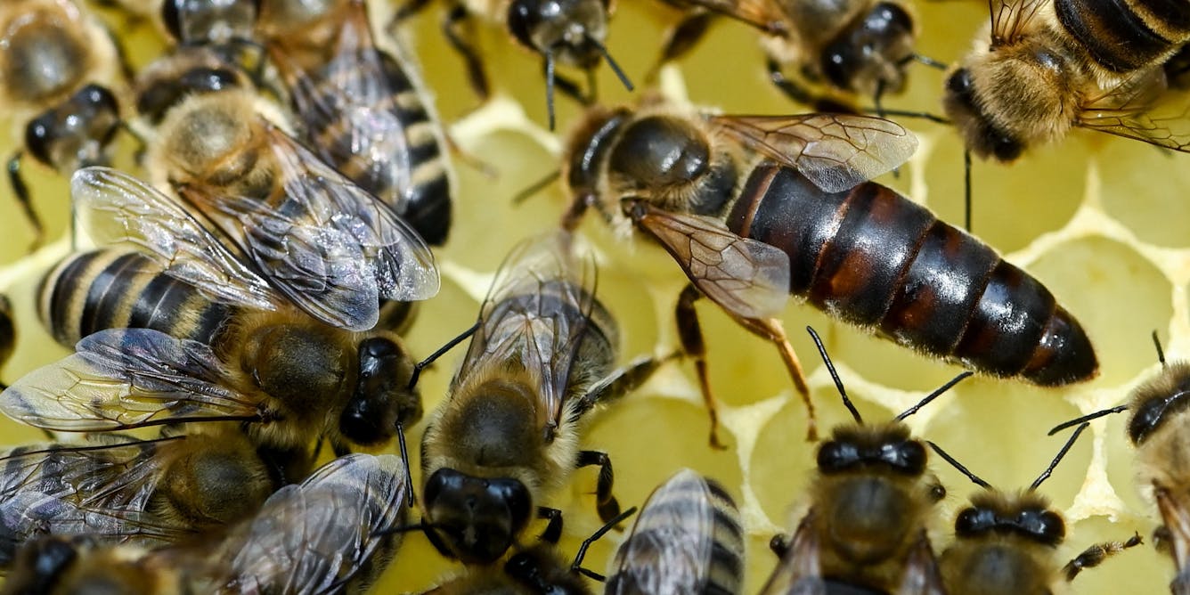 Why do bees have queens? 2 biologists explain this insect's social  structure – and why some bees don't have a queen at all