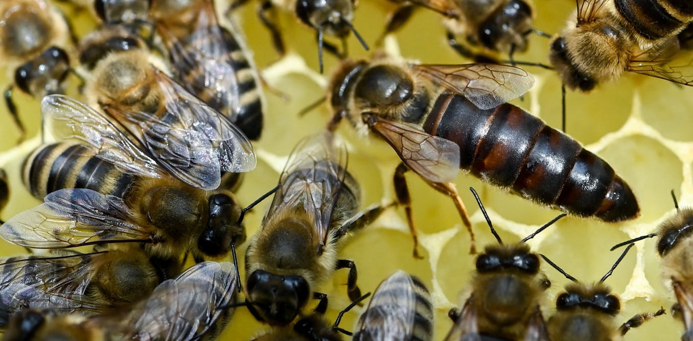 Why do bees have queens? 2 biologists explain this insect’s social structure – and why some bees don’t have a queen at all