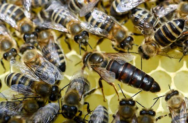 many bees gather around a larger queen on a hive's cells