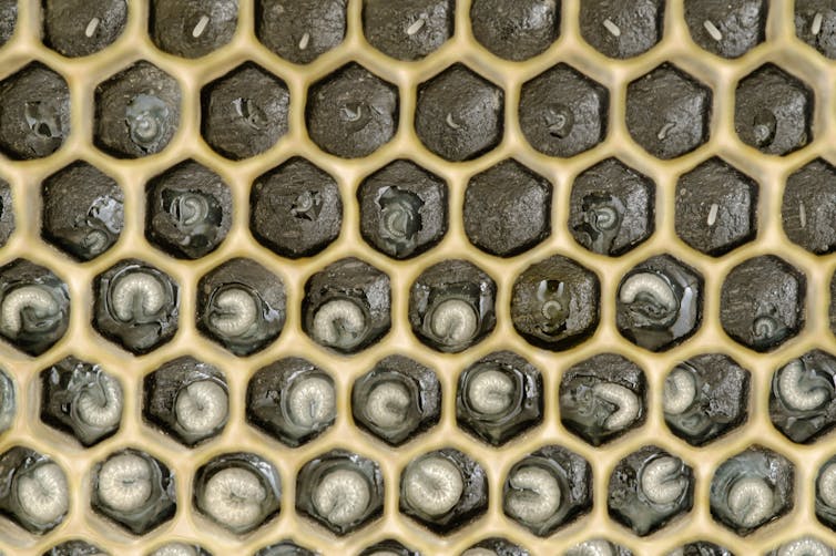 dozens of hexagonal cells, each containing a tiny white egg or slightly larger white worm