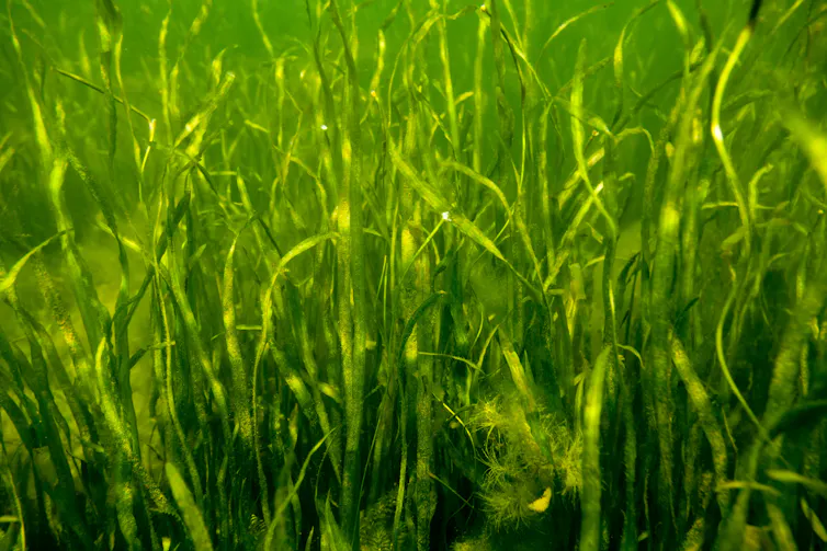 yellowish green grass-like plants underwater