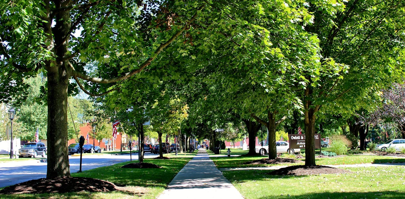 Why do trees need sunlight? An environmental scientist explains photosynthesis