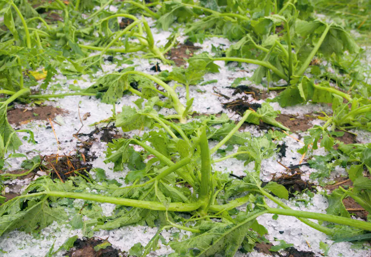 crops hailstorm