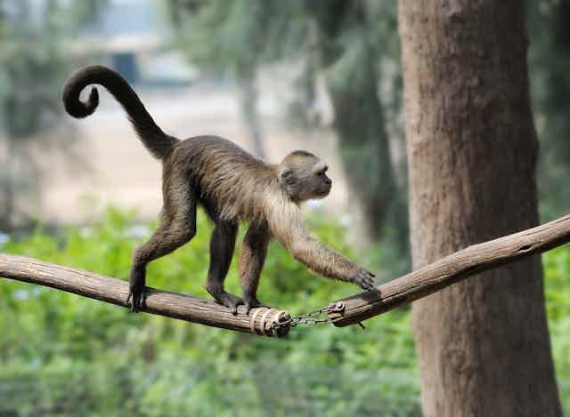 Image of a monkey with a tail.