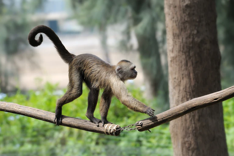 Image of a monkey with a tail.