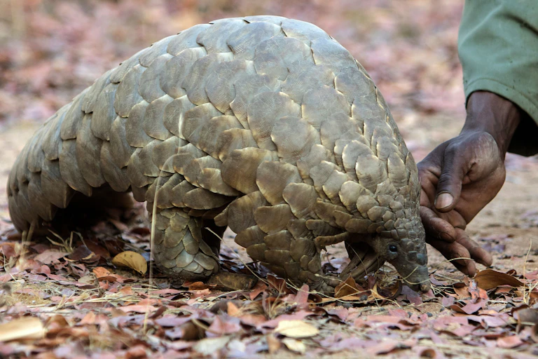 A man's hand touches an animal covered in scales, with a tail, small head and claws