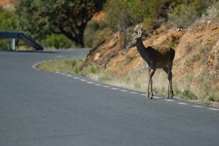 Ciervo en la orilla de una carretera.