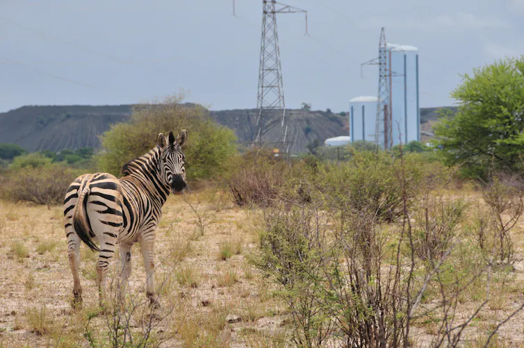 A zebra in front of a Botswana diamond mine.