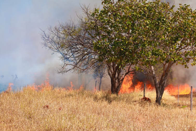 Short green trees and brown grass burning with flames and smoke