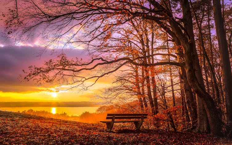 A bench next to a woodland at sunset.