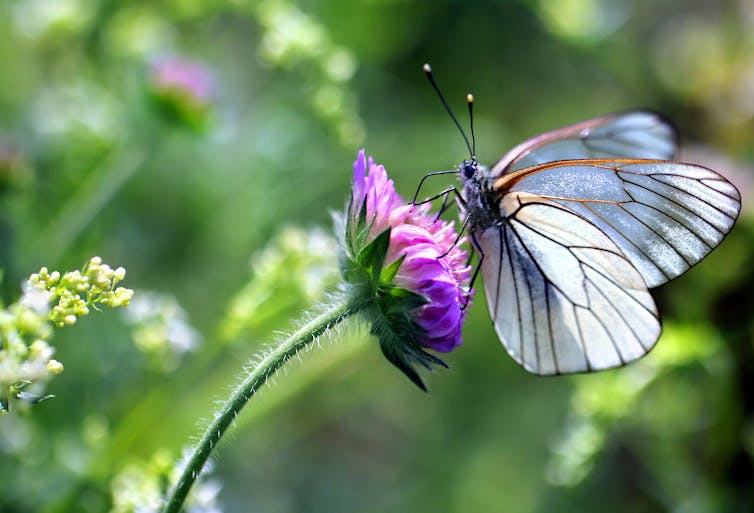 Un papillon blanc sur une fleur violette