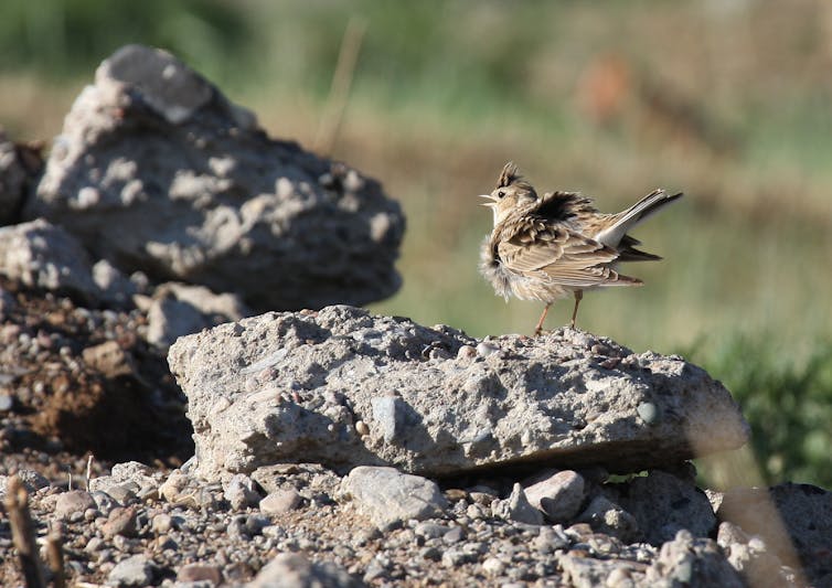 Revoir notre vision de la nature pour réconcilier biodiversité et agriculture