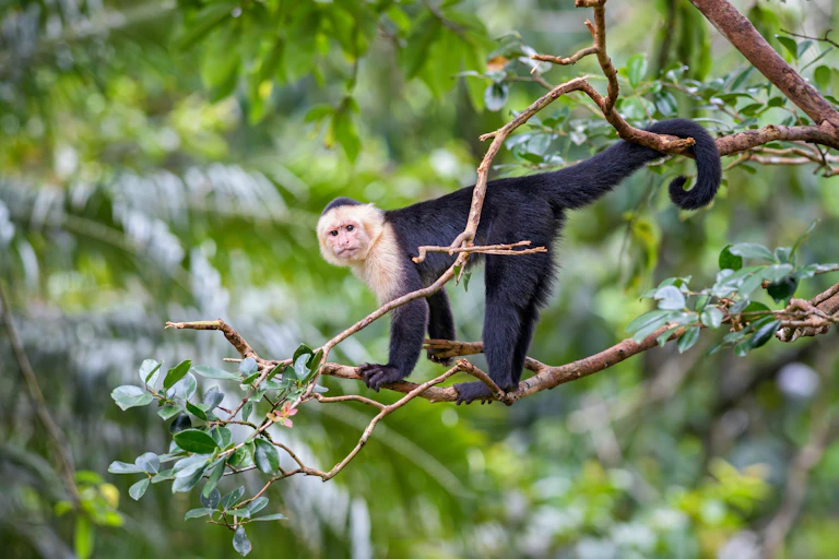 um macaco em um galho de árvore
