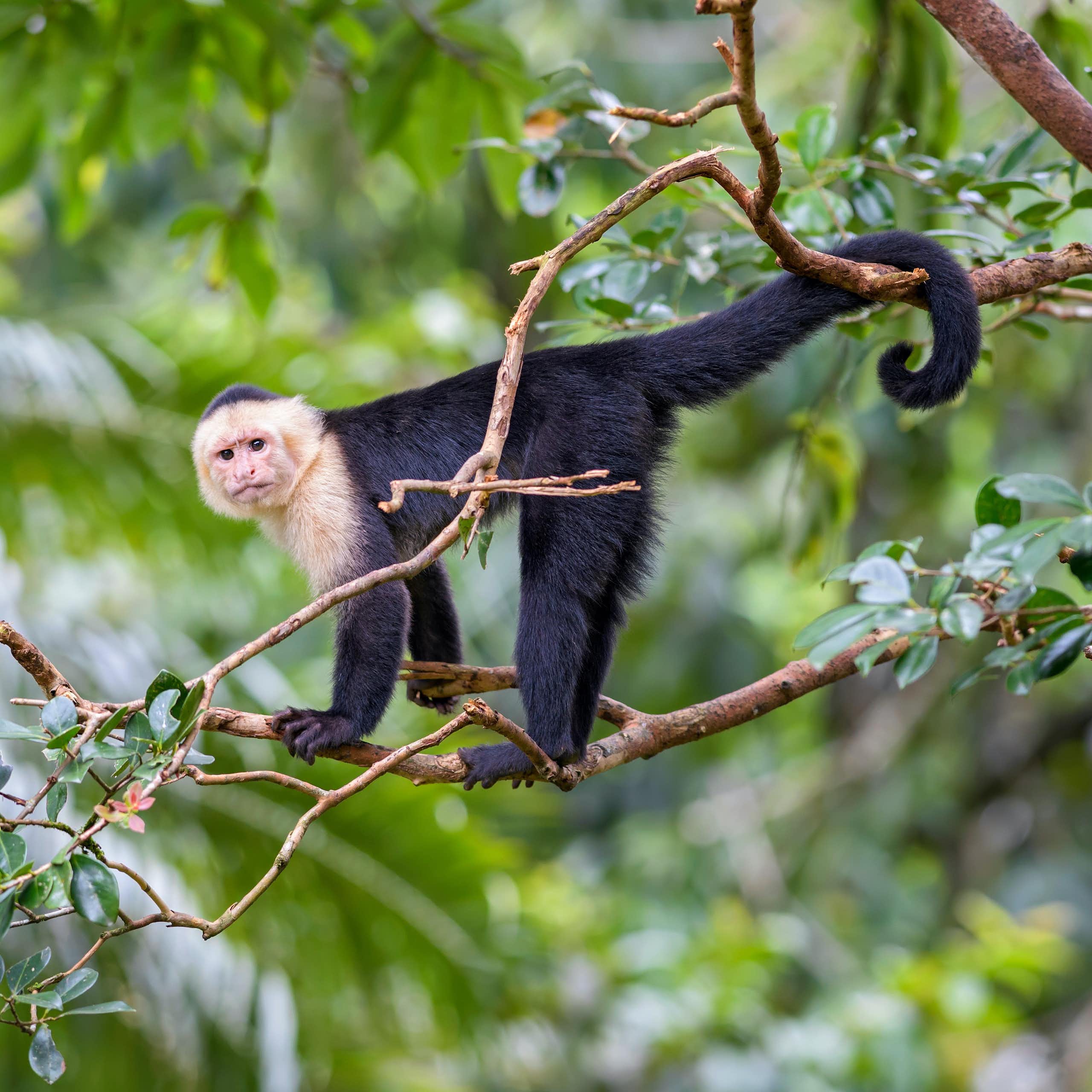 um macaco em um galho de árvore