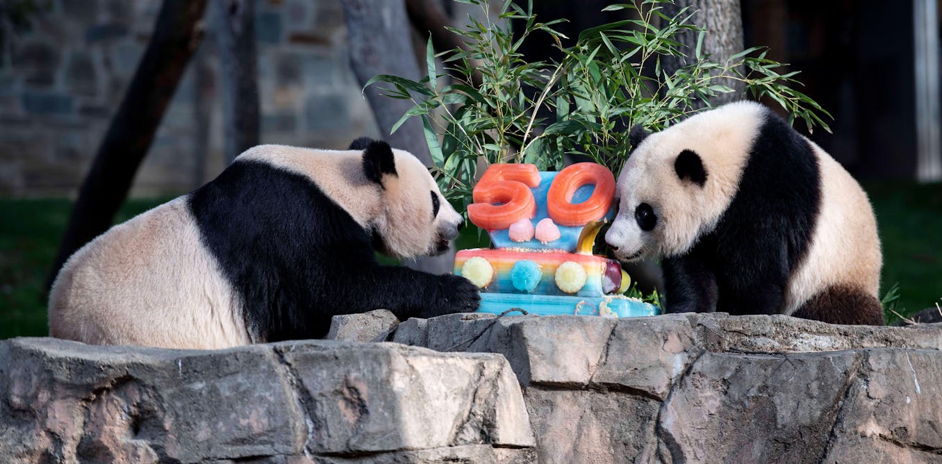 Panda diplomacy: what China’s decision to send bears to the US reveals about its economy