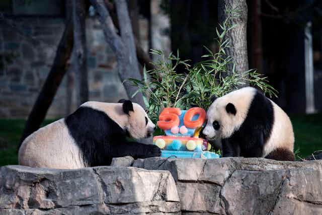 Two pandas next to an ice cake with 50 on it.